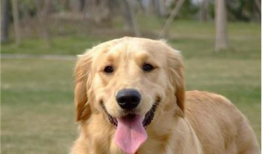 金毛犬训练方法视频,视频教程全面解析