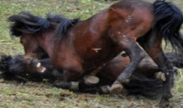 马配种视频,见证繁衍之美