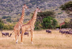 长颈鹿视频,揭秘它们的生活与习性